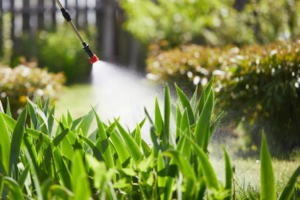 24/7 Emergency Termite Control experts in Rolla, ND